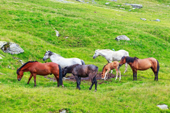 Horse herd on the pasture in the mountains