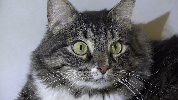 Affectionate Fluffy Cat 3 Affectionate Fluffy Cat 3