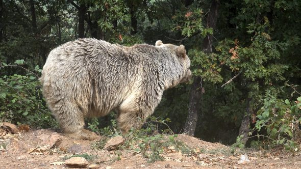 Brown Bear 3 Brown Bear 3
