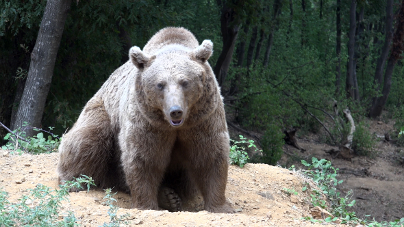 Real Wild Bear in Natural Environment 4 Real Wild Bear in Natural Environment 4