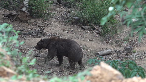 Real Wild Bear in Natural Environment 5 Real Wild Bear in Natural Environment 5