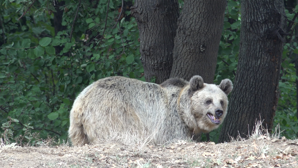 Real Wild Bear in Natural Environment 9 Real Wild Bear in Natural Environment 9