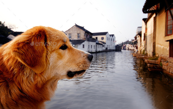 River Dog (Misc) Photo Download