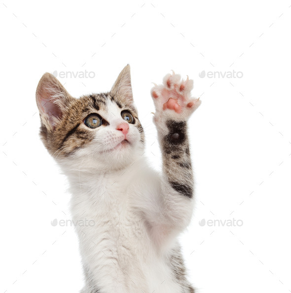 Puppy cat greeting with paw (Misc) Photo Download