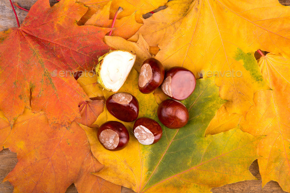 autumn background from maple leaves and chestnut (Misc) Photo Download