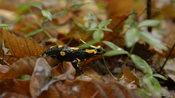 Yellow-Black Salamander Yellow-Black Salamander