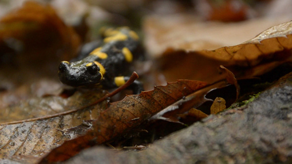 Yellow-Black Salamander 3 Yellow-Black Salamander 3