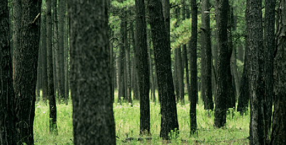 Green Forest Green Forest