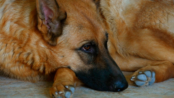 German Shepherd Sleeping On The Carpet German Shepherd Sleeping On The Carpet