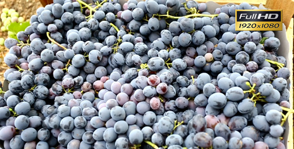 Grapes Grapes