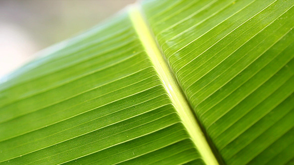Green Leaf In Nature 118 Green Leaf In Nature 118