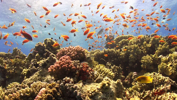 Colorful Fish on Vibrant Coral Reef 951 Colorful Fish on Vibrant Coral Reef 951