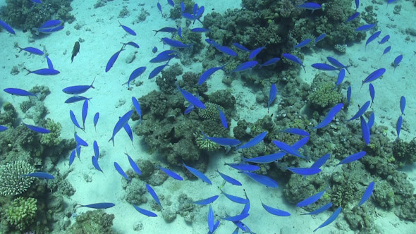 Shoal of Blue Fish on Coral Reef 953 Shoal of Blue Fish on Coral Reef 953