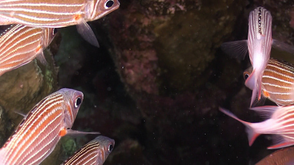 Shoal of Stripped Fish on Coral Reef 955 Shoal of Stripped Fish on Coral Reef 955
