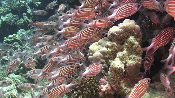 Shoal of Stripped Fish on Coral Reef 957 Shoal of Stripped Fish on Coral Reef 957