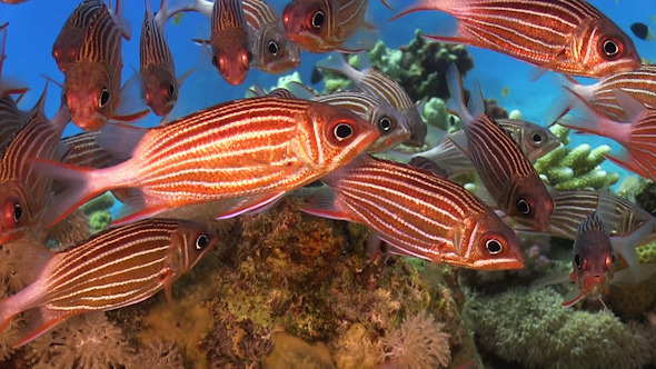 Shoal of Stripped Fish on Coral Reef 960 Shoal of Stripped Fish on Coral Reef 960