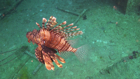 African lionfish on Coral Reef 965 African lionfish on Coral Reef 965