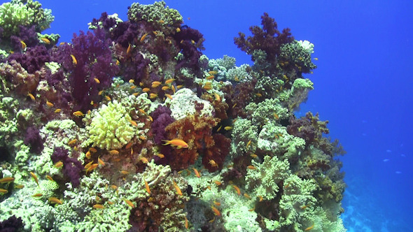 Colorful Fish on Vibrant Coral Reef 967 Colorful Fish on Vibrant Coral Reef 967