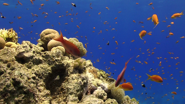 Colorful Fish on Vibrant Coral Reef 971 Colorful Fish on Vibrant Coral Reef 971