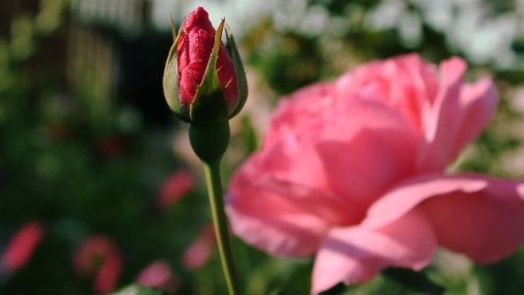 Pink Roses In The Sun Pink Roses In The Sun