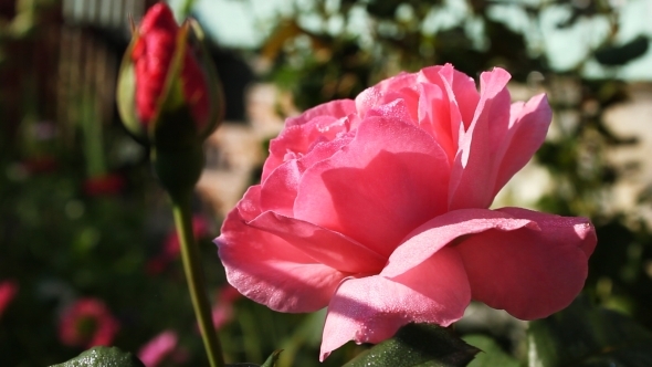 Pink Roses In The Sun 3 Pink Roses In The Sun 3