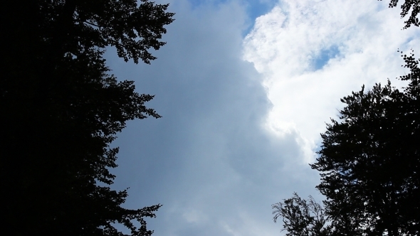 Trees And Clouds 2 Trees And Clouds 2