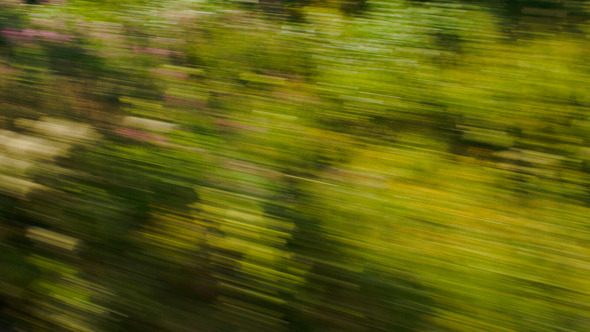 View Of Passing Green Trees From Speed Train View Of Passing Green Trees From Speed Train
