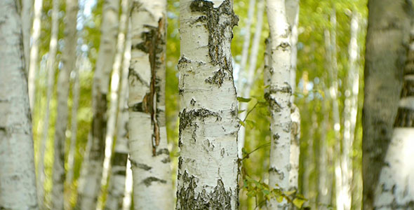 Birch Forest Birch Forest
