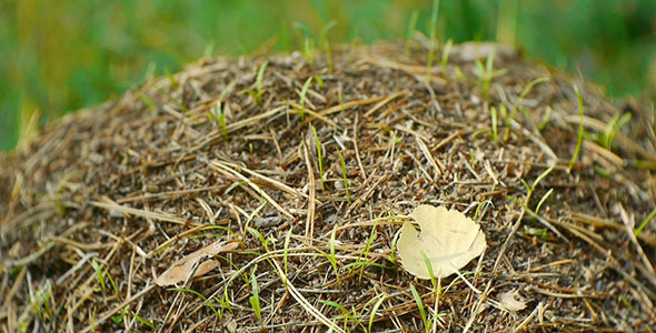 Anthill Macro Anthill Macro