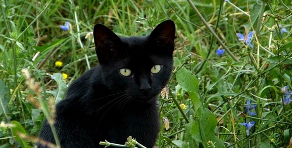 Black Cat in the Garden 1 Black Cat in the Garden 1