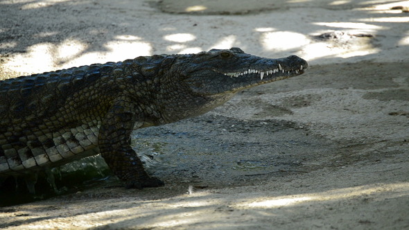 Crocodile or Alligator out of the River Crocodile or Alligator out of the River