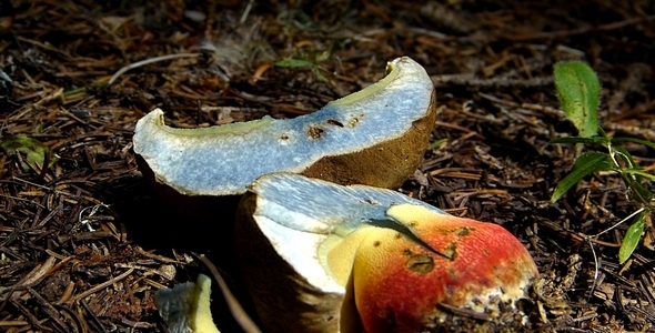 Effect of Wild Mushrooms 1 Effect of Wild Mushrooms 1