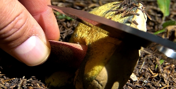 Effect of Wild Mushrooms 3 Effect of Wild Mushrooms 3