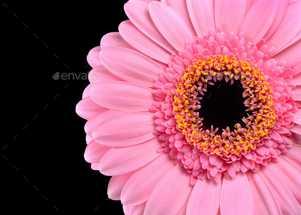 Pink Gerbera Marigold Macro Close-up Isolated (Misc) Photo Download