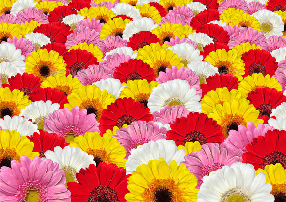 Lots of Colorful Gerbera Flowers Background (Misc) Photo Download