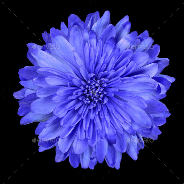 Deep Blue Chrysanthemum Flower Isolated over Black (Misc) Photo Download