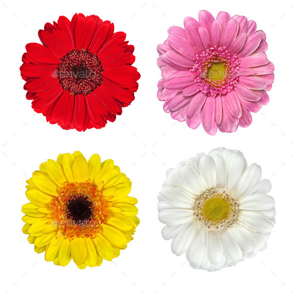 Four Fresh Gerbera Flowers Isolated on White (Misc) Photo Download