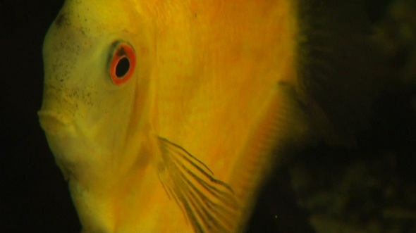 Beautiful Fishes in Water 6 Beautiful Fishes in Water 6
