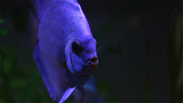 Discus Fish Swimming Discus Fish Swimming