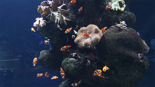 Clown Fishes in Aquarium Clown Fishes in Aquarium
