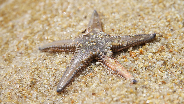 Live Starfish in Sand Beach Live Starfish in Sand Beach