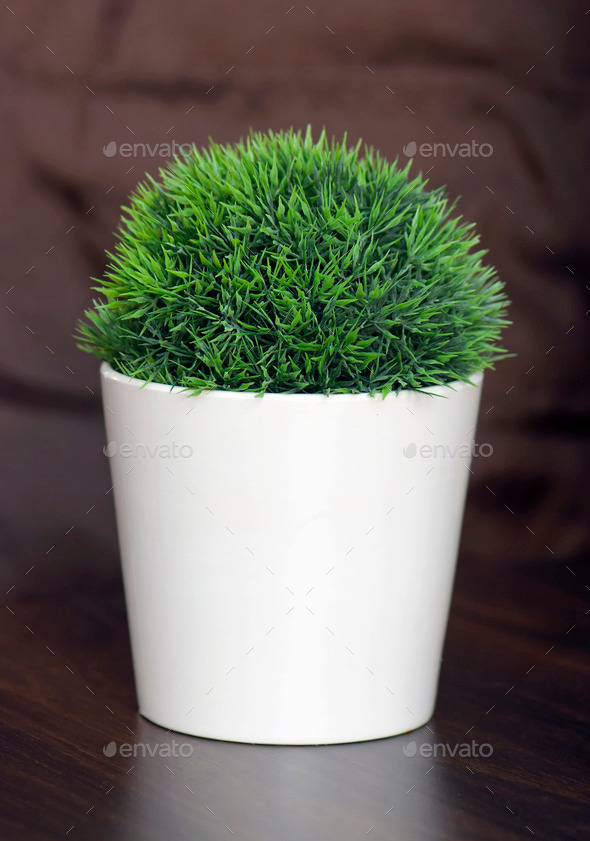 Green plant in ceramic planter