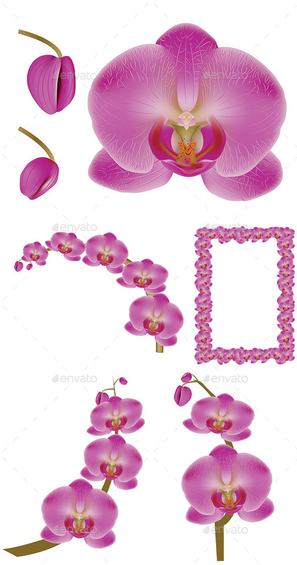 GraphicRiver Flower Orchid 8975847 GraphicRiver Flower Orchid 8975847