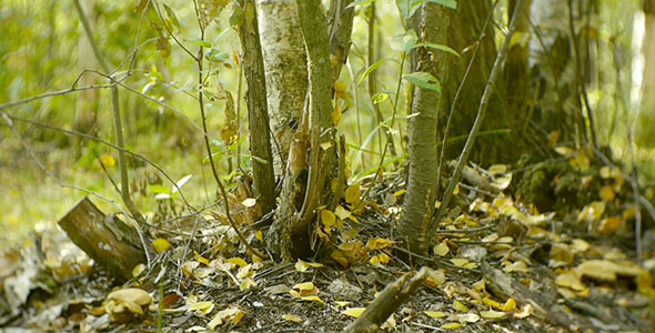 Trees In The Forest Trees In The Forest
