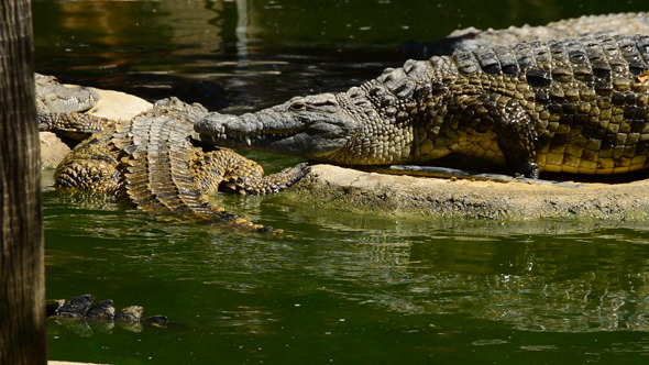 Crocodile Out of the Water in River Crocodile Out of the Water in River