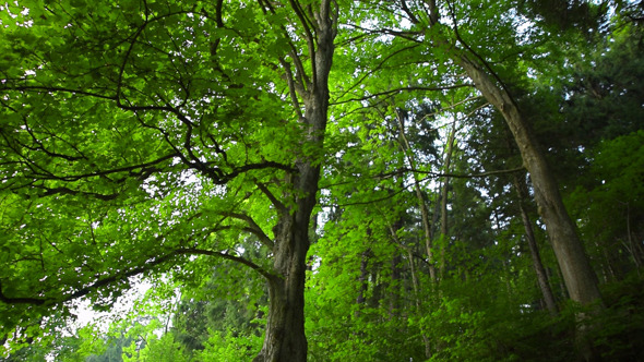 Trees Trees