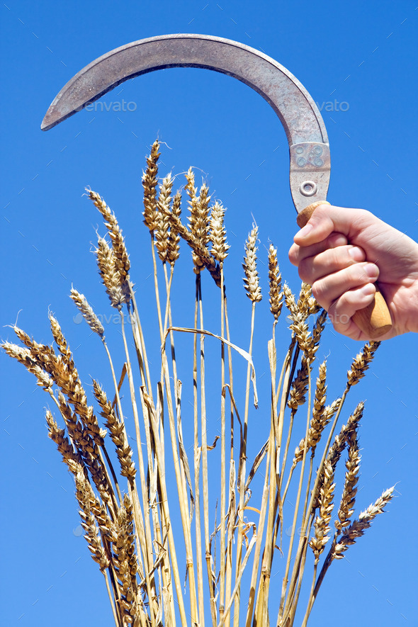 wheat with sickle (Misc) Photo Download