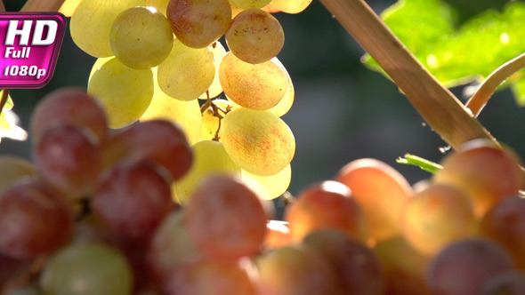 Rich Harvest of Grapes Rich Harvest of Grapes