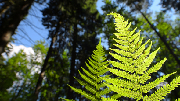 Fern Fern