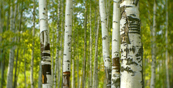 Birch Trees In The Forest Birch Trees In The Forest